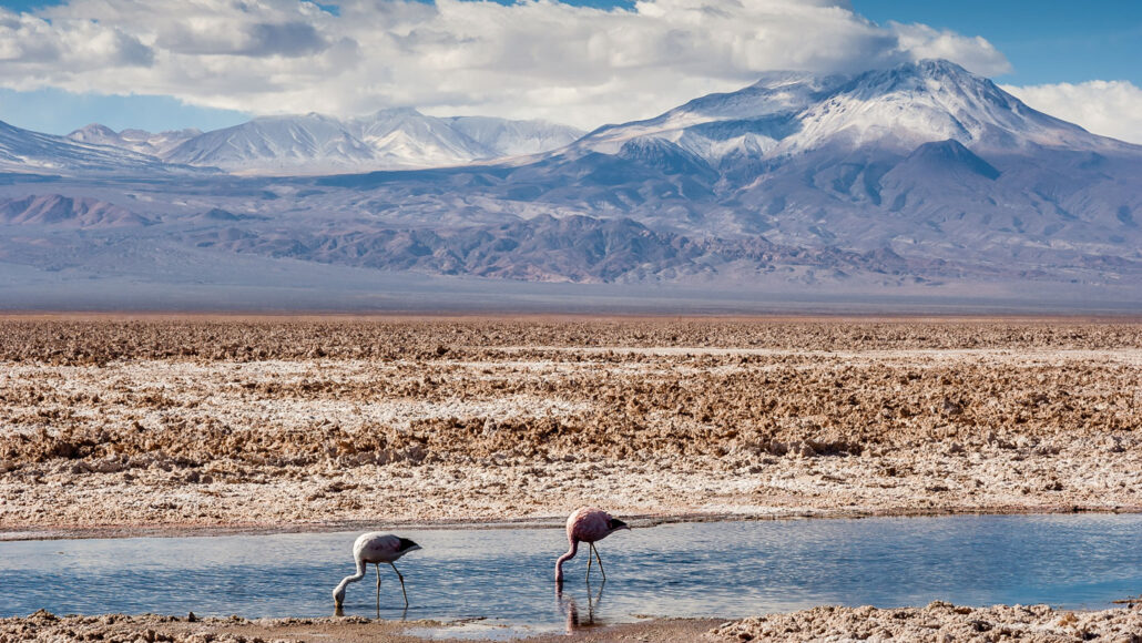 Andean flamingos feed in a pool in a salt flat, with mountains in the background