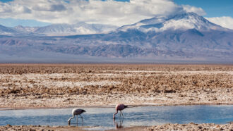 Andean flamingos feed in a pool in a salt flat, with mountains in the background