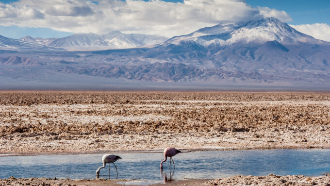 Andean flamingos feed in a pool in a salt flat, with mountains in the background