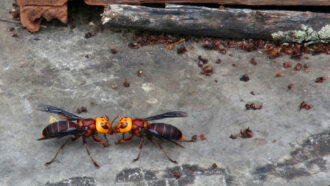 two Asian giant hornets face each other outside a honeybee colony