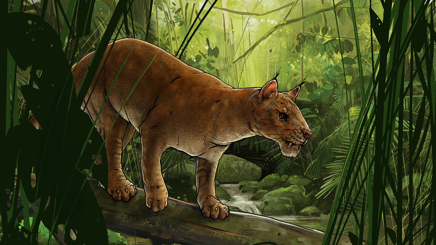 A new saber-toothed mammal was among the first hypercarnivores