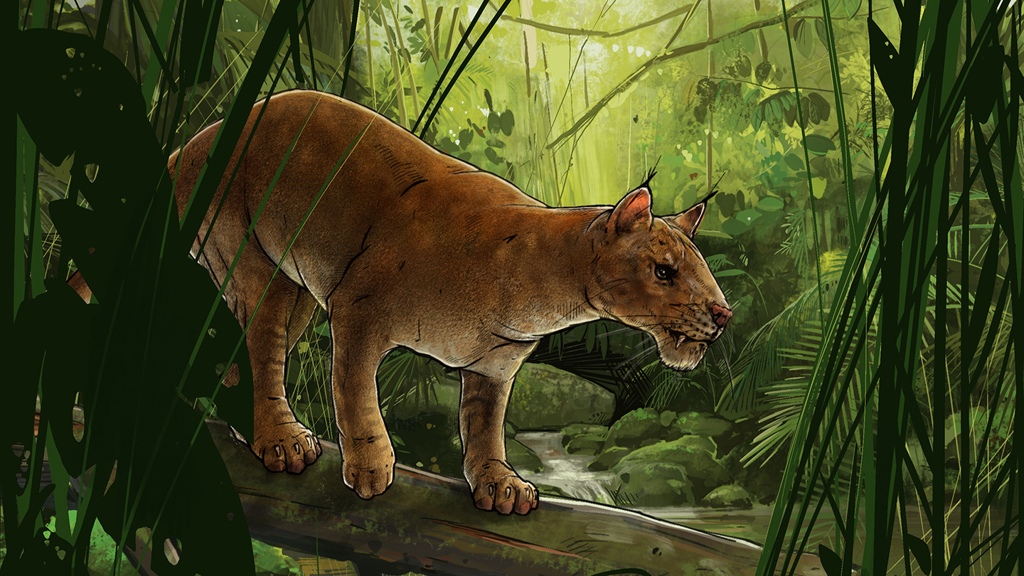 A new saber-toothed mammal was among the first hypercarnivores A new saber-toothed mammal was among the first hypercarnivores