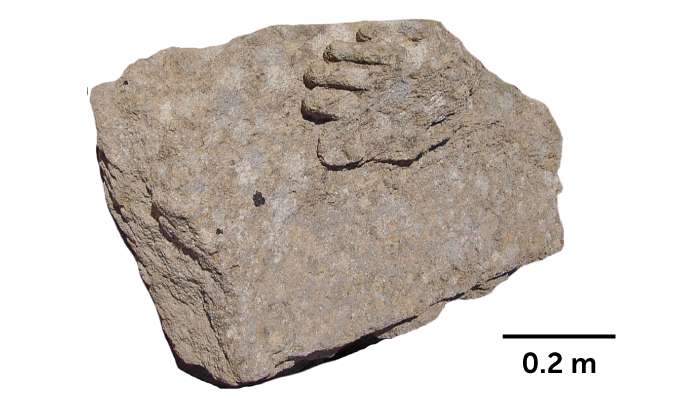 image of a piece of stone with a sculpture in the shape of toes on top