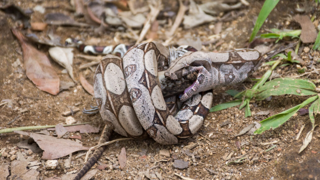 photo of a boa constrictor consuming prey