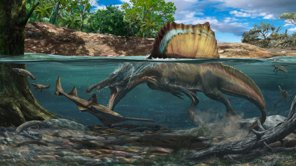 illustration of Spinosaurus, a dinosaur with a large fin, hunting fish