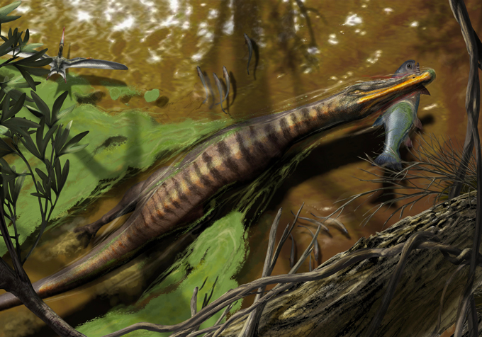 illustration of Baryonyx, a slender dinosaur, eating a fish