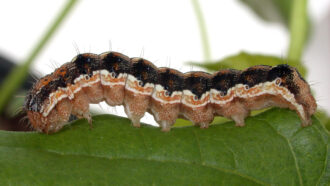 a cotton bollworm moth caterpillar on a leaf