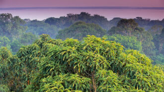 photo of a green rainforest canopy with the Amazon river in the background
