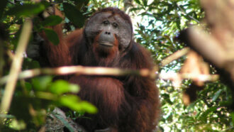 photo of an orangutan looking directly at the camera through trees