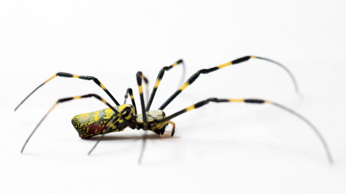 photo of a black and yellow female jorō spider