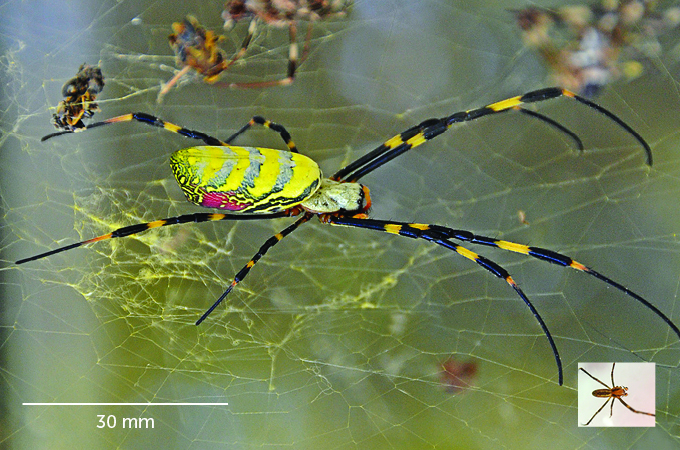 an image of a black and yellow female jorō spider with much smaller inset image of a brown male jorō spider