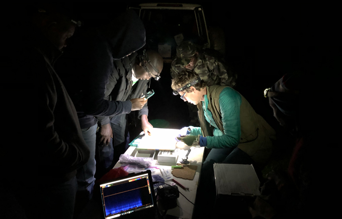 researchers crouched over a table looking at the captured bat in the dark