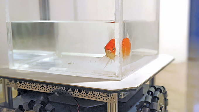 Fish driving a motorized water tank