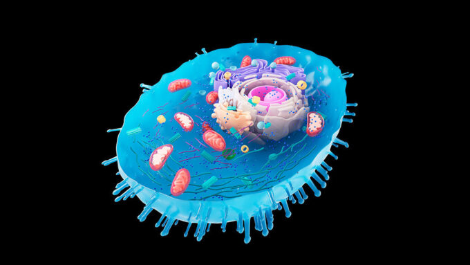 illustration of a eukaryote