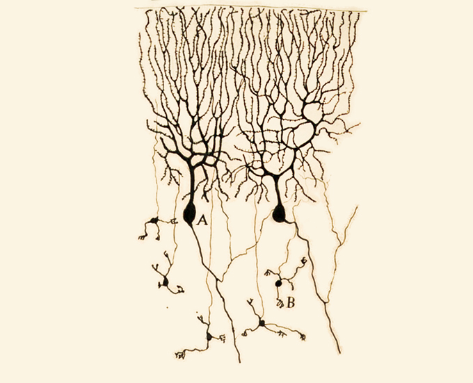 Cajal's drawing of two Purkinje brain cells