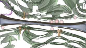 molecular syringes illustrated poking into cell membranes