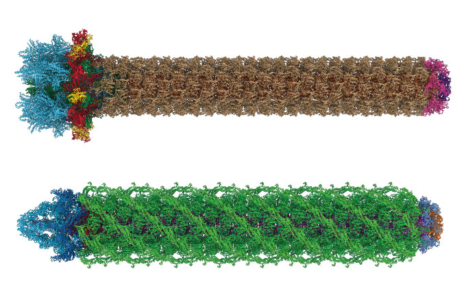 top: syringe of the cyanobacterium Anabaena. bottom: syringe of the marine bacterium Algoriphagus machipongonensis