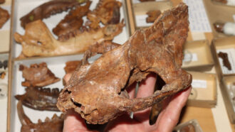 Arctocyon primaevus skull