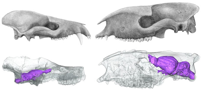 craniums diagrams showing neocortex in purple where Arctocyon primaevus appears to have a larger neocortex than Hyrachyus modestus