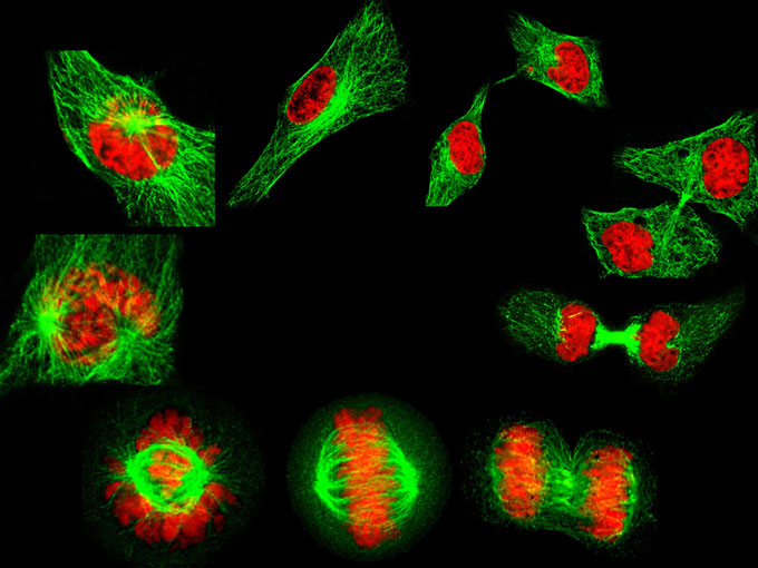 microscope image of red chromosomes and green microtubules inside dividing Hela cells