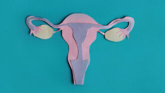 Model of human ovaries and uterus