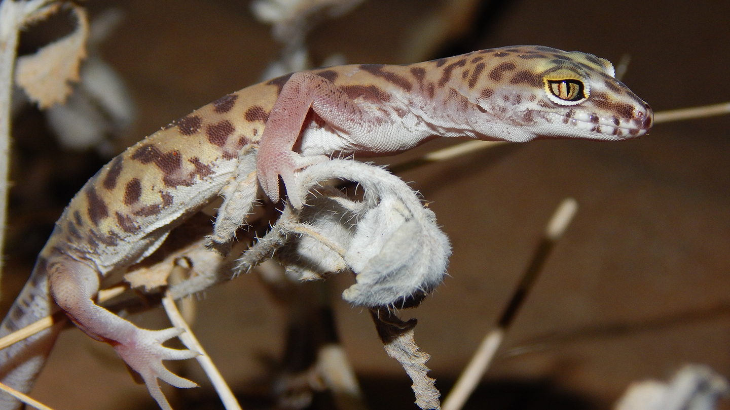 How a western banded gecko eats a scorpion