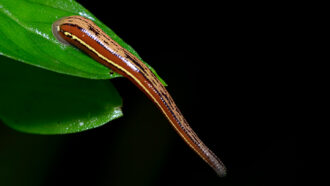 photo of a brown leech on a leaf