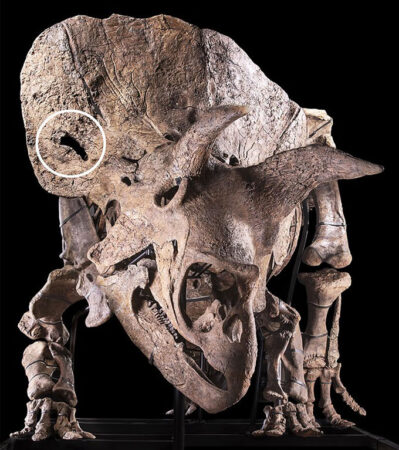triceratops skeleton with a circle highlighting the hole in the frill