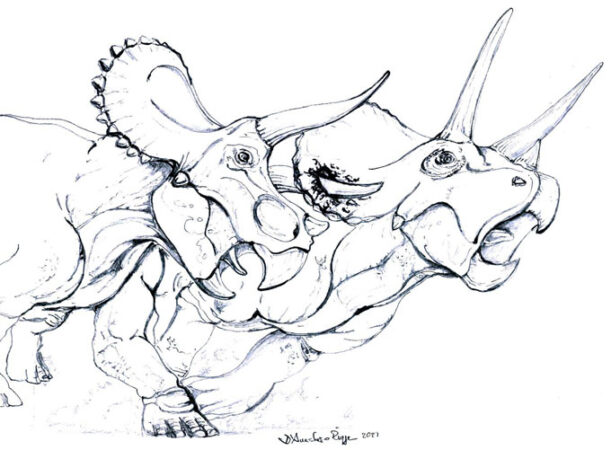 illustration of a triceratops stabbing another triceratops