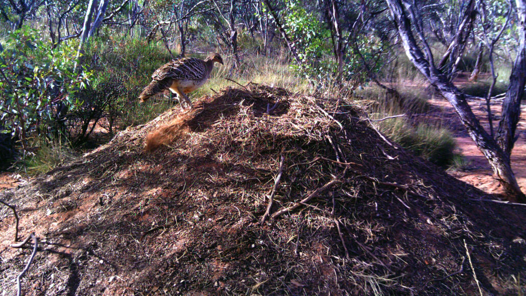 A male malleefowl looking at its mound nest