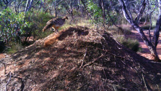 A male malleefowl looking at its mound nest