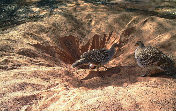 Two malleefowl in a mound nest's egg chamber