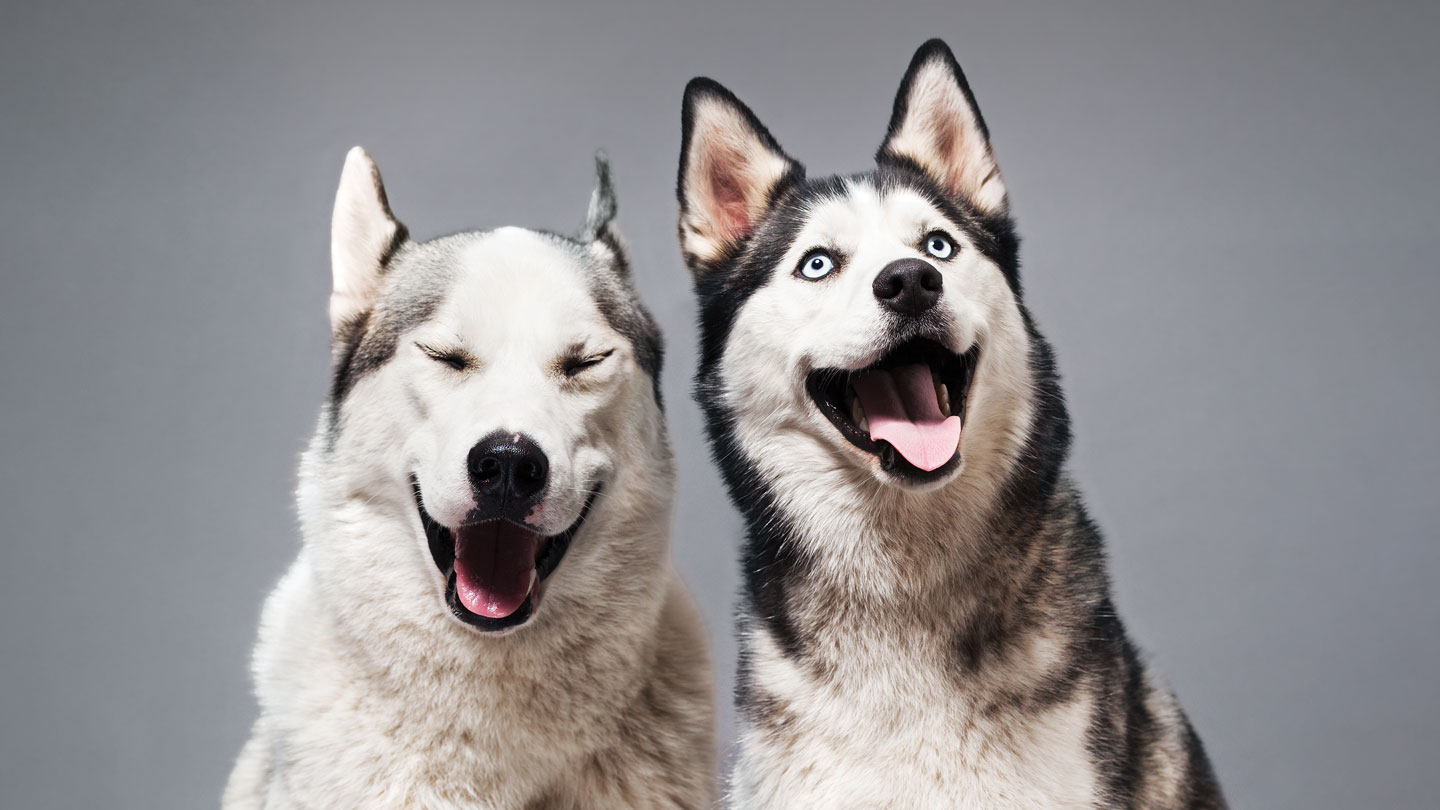 can dogs sense human emotions