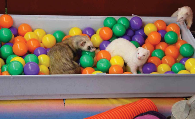 photo of ferrets playing in a ball pit