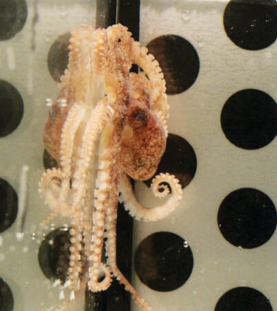 photo of an octopus on the side of a three-chambered box