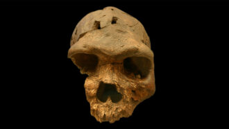 Homo heidelbergensis skull