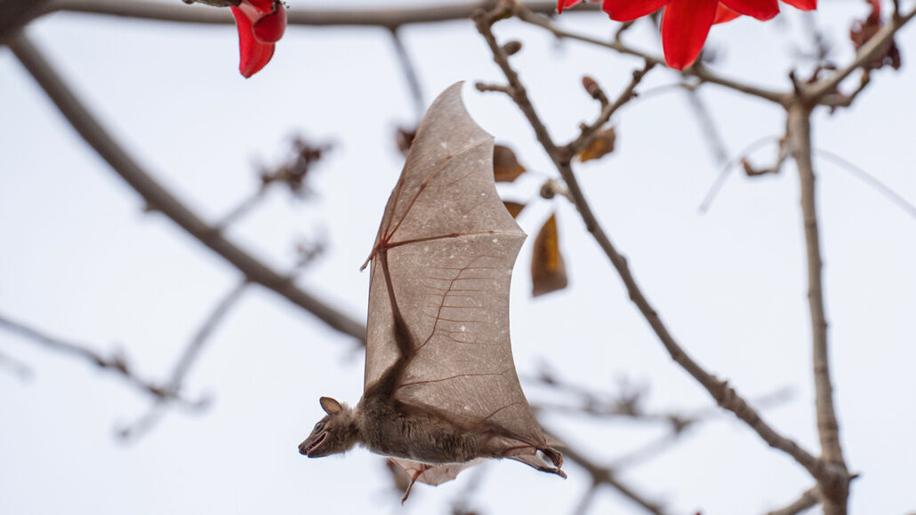 egyptian fruit bat