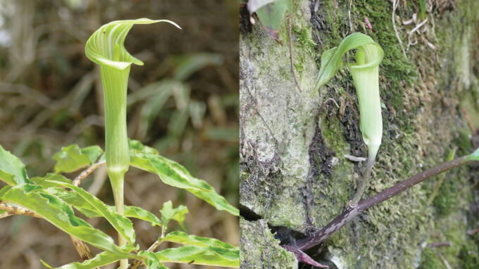 images of A. angustatum, left, and A. peninsulae, right