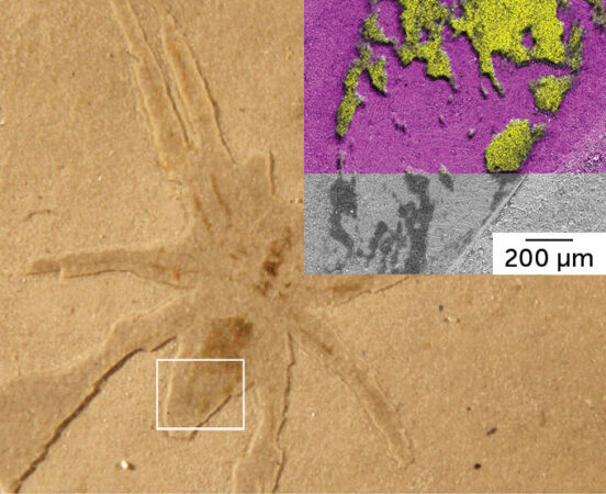 a spider fossil with an inset showing a tarry substance coating part of the spider