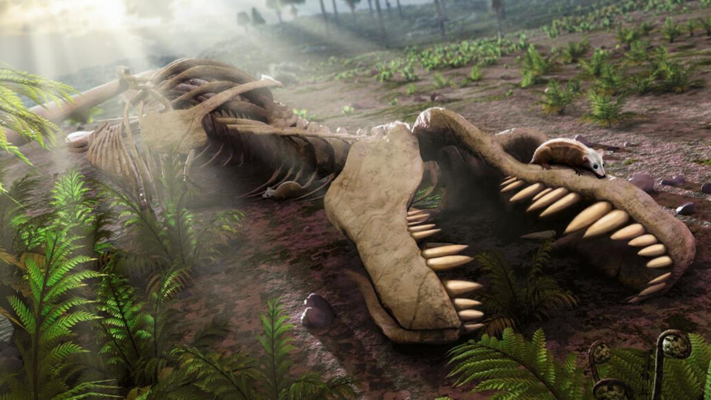Small mammal crawling on a dinosaur's skeleton