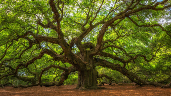 southern live oak
