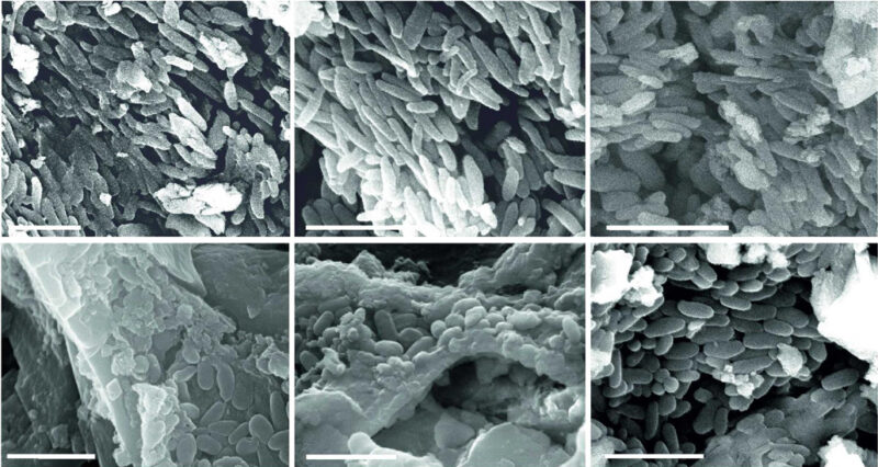 six scanning electron micrographs of soft tissues in a fossilized pterosaur skull