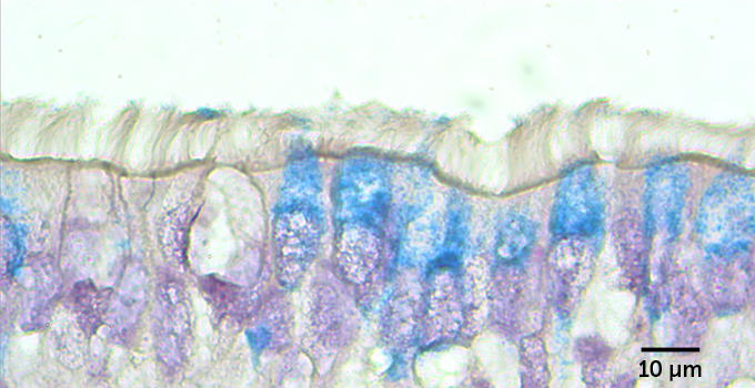 human airway cells, with hairlike cilia shown up top, with viral RNA shown in blue