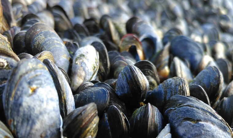 Mussels