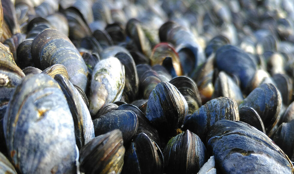 These six foods may become more popular as the planet warms Biology Diagrams