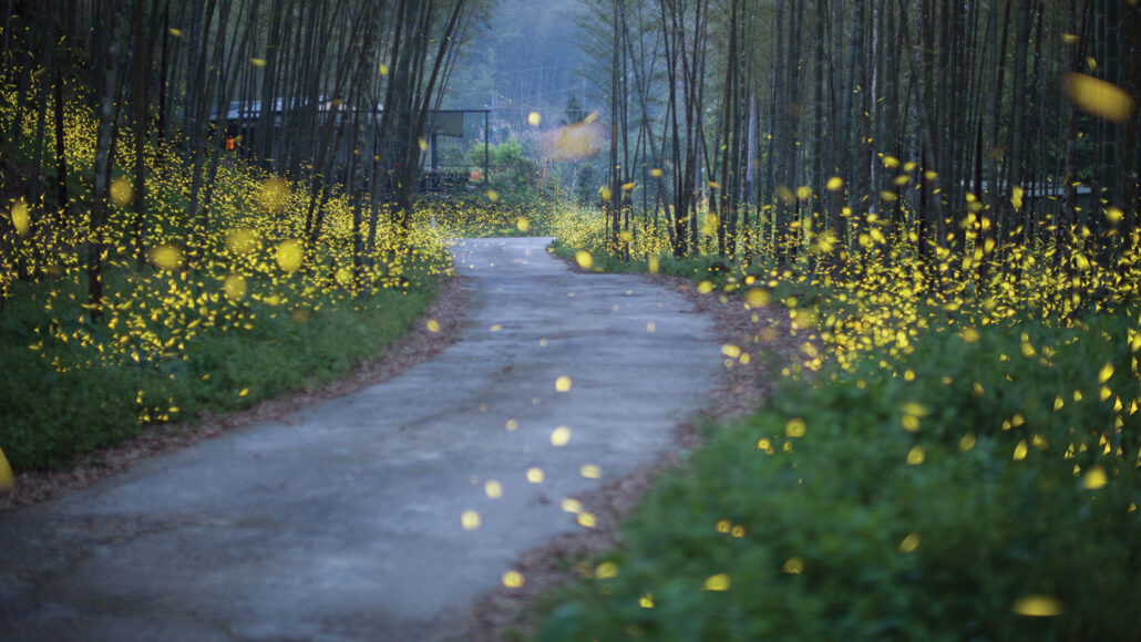 Fireflies near a paved path