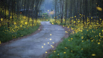 Fireflies near a paved path