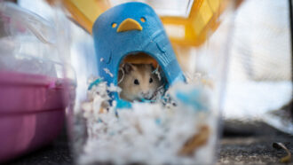 A Golden Syrian hamster that was saved from Hong Kong's cull of the rodents peeks out of its little house inside its cage.
