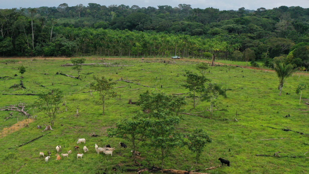 cows grazing on a patch of cleared rainforest
