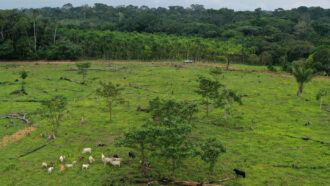 cows grazing on a patch of cleared rainforest